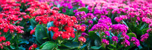 Kalanchoe Blossfeldiana (Flaming Katy, Christmas Kalanchoe, Florist Kalanchoe) Red And Pink Flowers, Family Crassulaceae