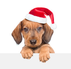 Wall Mural - dachshund puppy in red santa hat above white banner. isolated on white background. Space for text