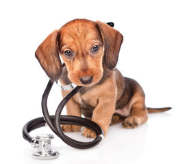 Fototapete - dachshund puppy with stethoscope on his neck looking at camera. isolated on white background