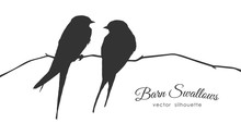 Isolated Silhouette Of Two Barn Swallows Sitting On A Dry Branch On White Background.
