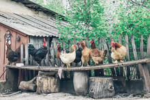Hens And Roosters Standing On A Bench