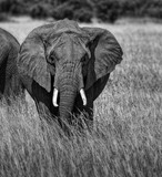 Fototapeta Sawanna - ELEPHANT D'AFRIQUE MONOCHROME