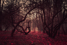 Wallpaper Dark Mysterious Forest In A Fog. Stranger Winding Branches Of Trees In The Mist. Background Mystic Atmosphere