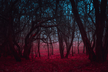 Fantasy magical forest. Stranger winding branches of trees in the mist. Background mysterious atmosphere