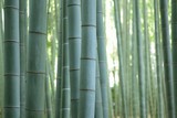 Fototapeta Dziecięca - Background texture of Japanese Green  Bamboo Forest