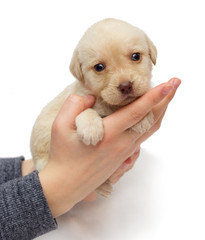 Wall Mural - small beige labrador puppy in human hand on a white background