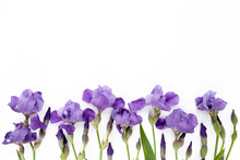 Floral Frame Made Of Purple Iris Flowers Bouquet On White Background. Flat Lay, Top View  Frame Of Flowers. Floral Background.