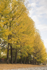 arboles en otoño