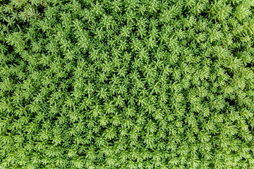 Wall Mural - Green texture stonecrop, sedum, flowering moss, saxifrage, decorative grass.  Texture background. Flat lay, top view.