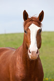 Fototapeta Konie - Portrait of  nice hot-blooded horse