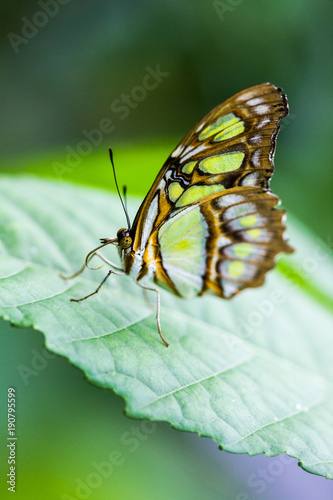 Papillon Vert Buy This Stock Photo And Explore Similar Images At Adobe Stock Adobe Stock Papillon Vert Buy This Stock Photo And Explore Similar Images At Adobe Stock Adobe Stock