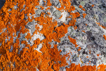 Stone Covered With Bright Orange Lichen Closeup