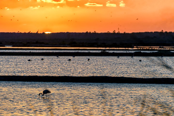 Wall Mural - Sunset at Odiel river marshes in Huelva, Spain, a natural bird and wildlife sanctuary
