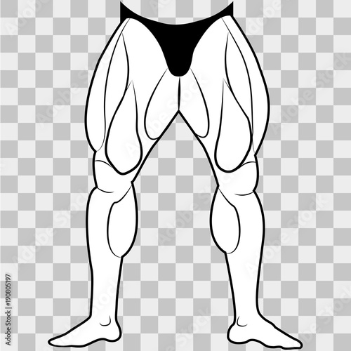 Vector image lower body man. The muscles of the legs on a transparent