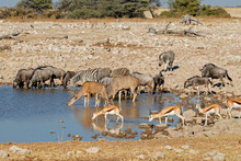 Blue Wildebeest, Zebras, Kudu And Springbok Antelopes At A Waterhole, Etosha National Park, Namibia.