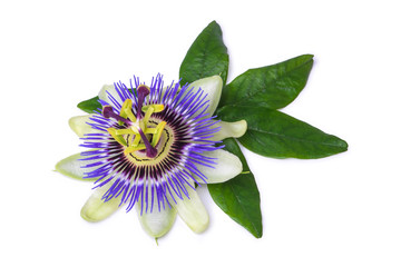 Passiflora passionflower isolated on white background. Big beautiful flower