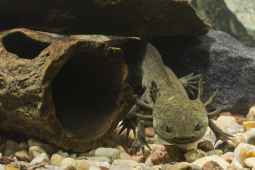 Wall Mural - Axolotl Mexican natural coloring in an aquarium.