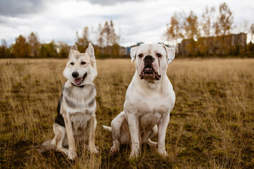 two dogs are sitting at a field