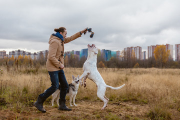 Man training dog on lawn