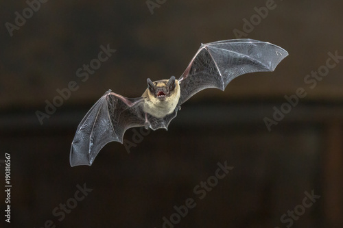 Cuadros en Lienzo Flying Pipistrelle bat on wooden ceiling