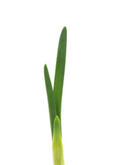 Poster - Germinated green onion.