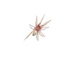 spider argyroneta aquatica isolated on white background