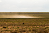 Fototapeta Sawanna - Field with zebras and blue wildebeest