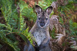 A red-necked wallaby (or Bennett's wallaby, Macropus rufogriseus) among bracken ferns in Narawntapu National Park, Tasmania.