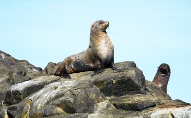 Wall Mural - A fur seal (Arctocephalus sp.) sits on the rocks in the sunlight on Bruny Island, Tasmania.