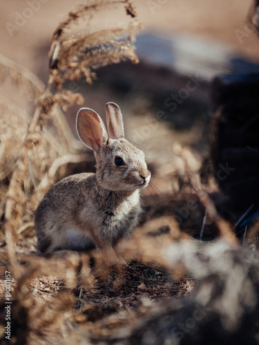 Plakat Młody Cottontail królik w Południowej Arizona pustyni, Cochise okręg administracyjny