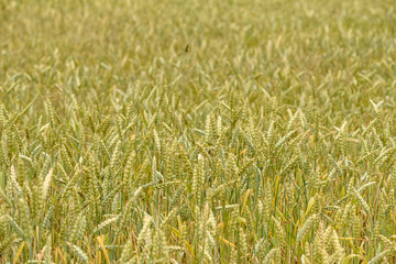 wheat field.