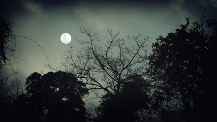 Wall Mural - Spooky Tree Dark Night with moon Halloween background.