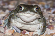 The Colorado River toad (Incilius alvarius), the Sonoran Desert toad, is a psychoactive toad found in northern Mexico and the southwestern United States. Its toxin contains 5-MeO-DMT and bufotenin.