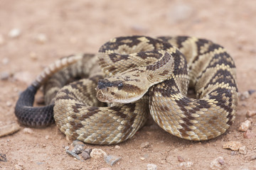 crotalus molossus is a venomous pit viper species found in the southwestern united states and mexico