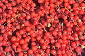 Poster - Berries of Far-Eastern plant (Schisandra chinensis) 23