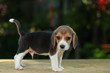 © Sigma s - 1 month beagle puppy action in natural green background