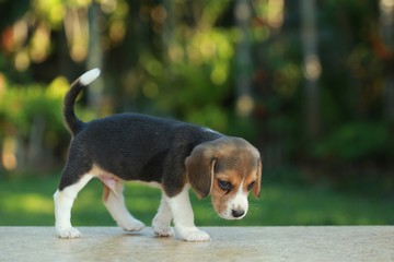 Wall Mural - 1 month beagle puppy action in natural green background