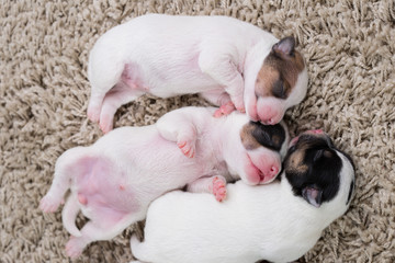 Poster - newborn puppies breed jack russel terrier sleeping