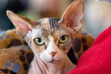 Sphynx Cat Half Yawn Free Stock Photo - Public Domain Pictures