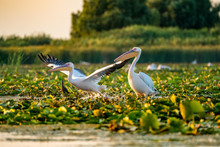 Wild Pelican Colony In Danube Delta At Sunset