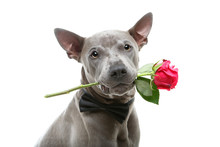 Dog In Bowtie Holding Rose In Mouth