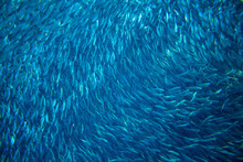 Saltwater Sardine Colony In Ocean. Massive Fish School Undersea Photo.