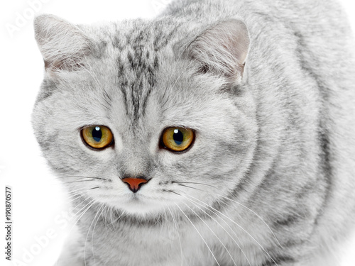 Portrait Of British Shorthair Cat Gray Striped Chinchilla Isolated