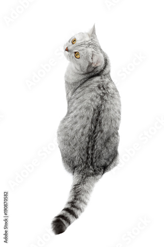 British Shorthair Cat Gray Striped Chinchilla Isolated On White