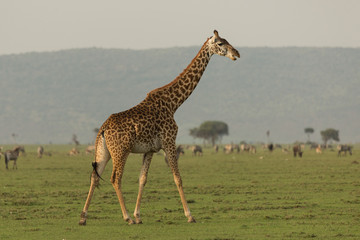 giraffe walking across the grasslands of the Maasai Mara, Kenya