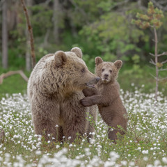 Wall Mural - Brown bear cub stands against the mother bear in the middle of the cotton grass on a Finnish bog