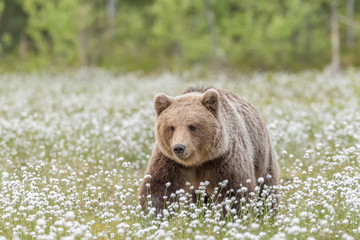 Wall Mural - brown bear (ursus arctos) walking on a finnish bog in the middle of the cotton grass