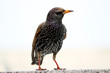 Angry looking common starling, sturnus vulgaris in frontal view sitting on a wall in berlin