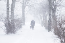 Winter Is Coming By Snow. Poor Visibility In Heavy Snow Storm In Tree Park. Old Man Slowly And Hard Walking In Dangerous Weather Day. Cataclysm Of Nature. City People Life In Blizzard Concept.
