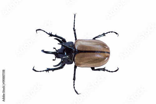 Cuadros en Lienzo Brown beetle insect with close up and more details in white background, isolated